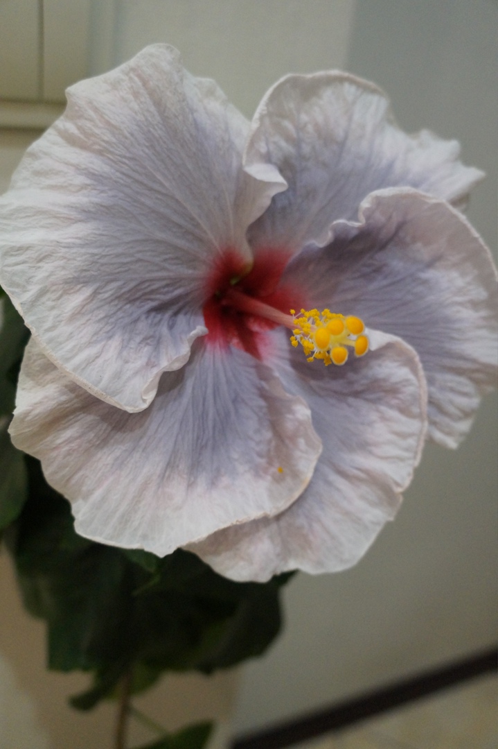 Людмила Иванова Владимировна | Зеленогорск