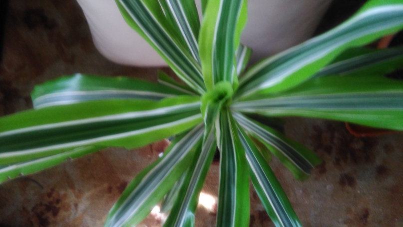 Марина Суворова |