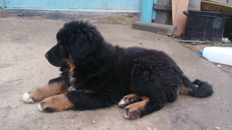 Эрдни Манджиев | Элиста