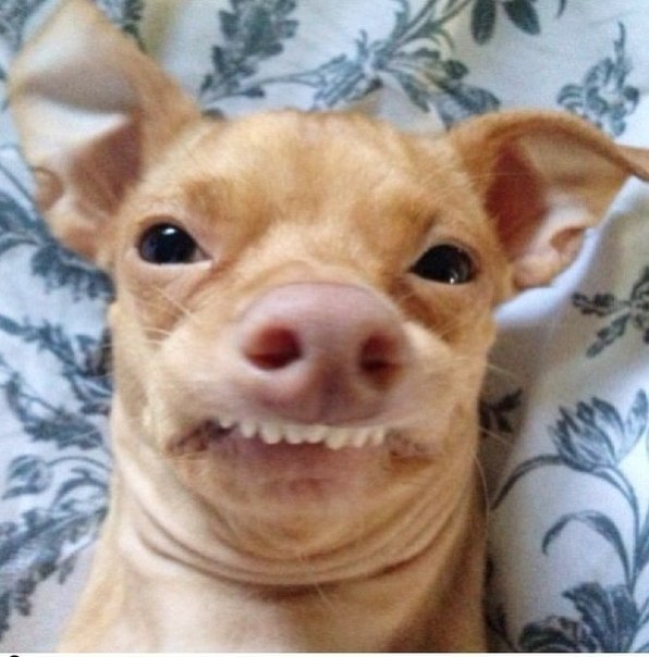 Ирина Зеленская |