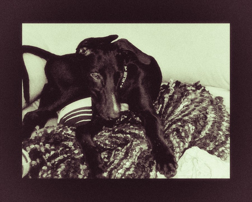 Дарья Жернакова |