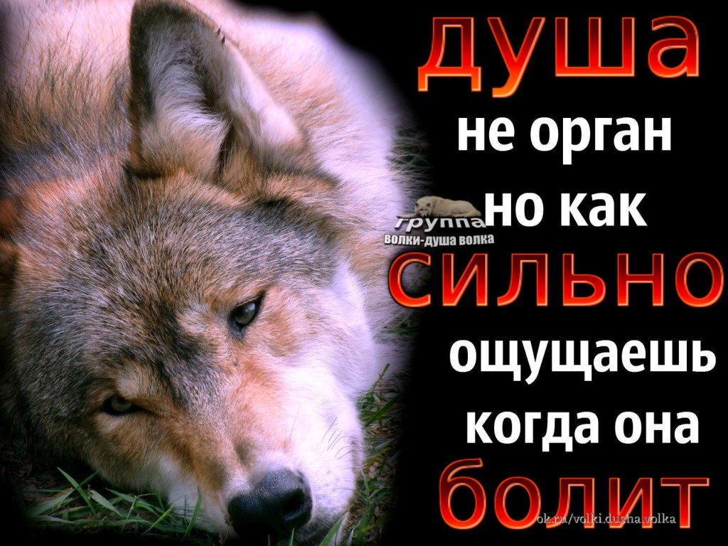 Поставь про волка - найдено 89 картинок