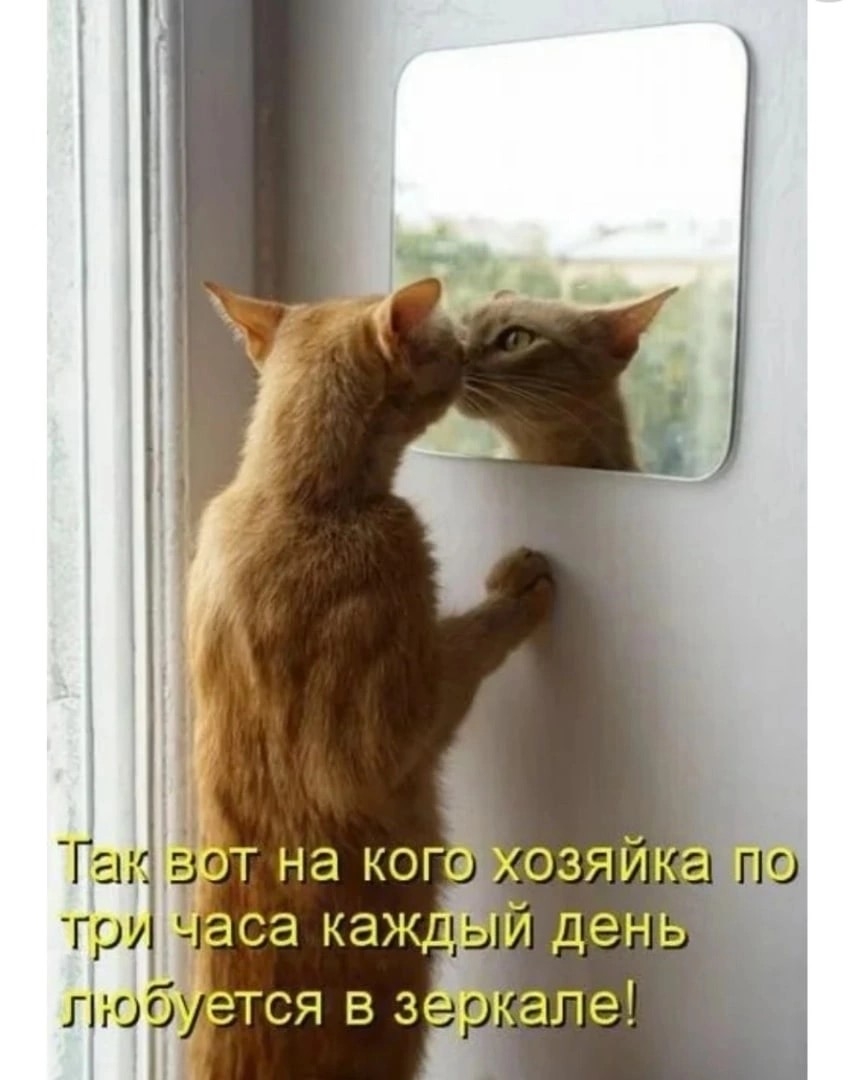 Смешные рыжие котята с надписями