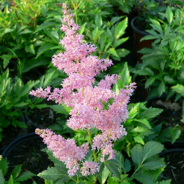 Астильба сорта и фото: найдено 86 изображений
