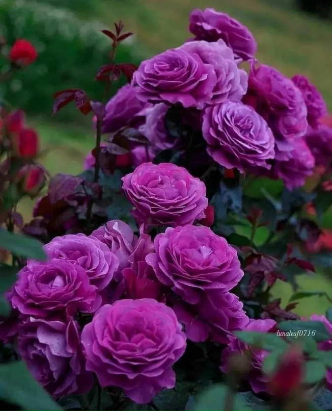 Анастасия Савельева | Днепр (Днепропетровск)