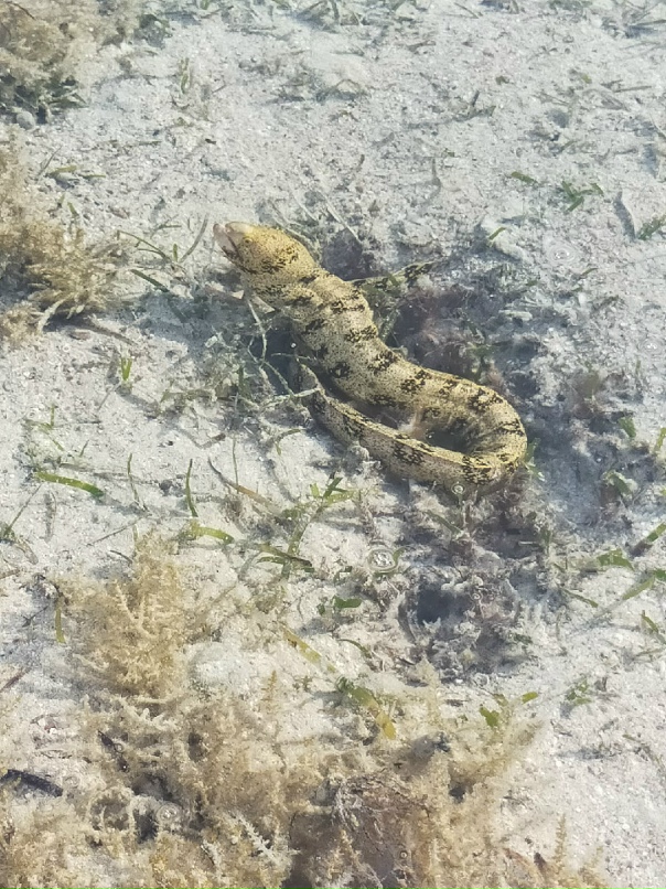 Виктория Соколовская | Кривой Рог