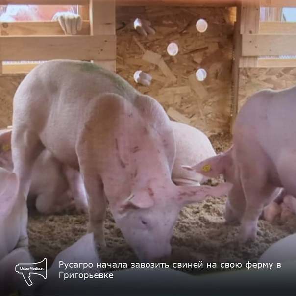 сколько стоит поросенок. свиноводство в приморском крае. большой поросенок. чума у свиней в приморском. поросята приморский край.
