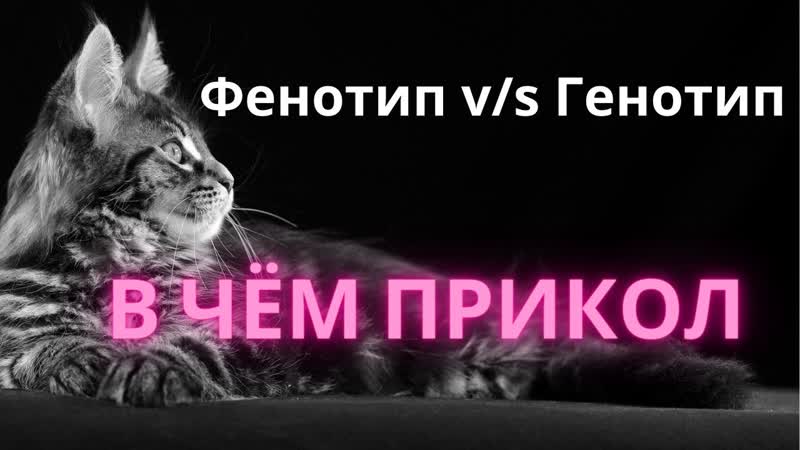 Фенотип и генотип. В чём