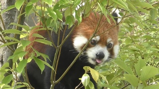 レッサーパンダ　ずんくん　茂みの中でリンゴを探しています　【東山動植物園】Red panda Zun-kun Higashiyama Zoo