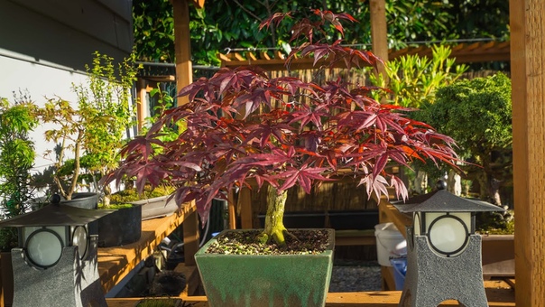 Bloodgood Maple