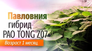 Павловния гибрид PAO TONG Z07 через месяц. На стеллаже.