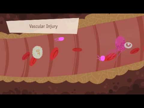 Hemostasis, Coagulation and