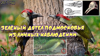 Ролик 41. Зелёный дятел Подмосковья. Из личных наблюдений. 13 мая 2017 г.
