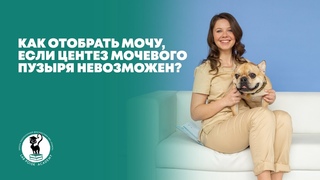Как отобрать мочу, если центез мочевого пузыря невозможен