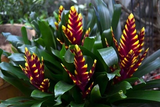 вриезия splenriet. вриезия каллисто. вриезия спленриет (блестящая. вриезия империалис. вриезия спленриет цветок.