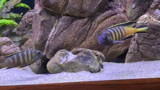 Metriaclima sp. elongatus chailosi. Waiting for spawning