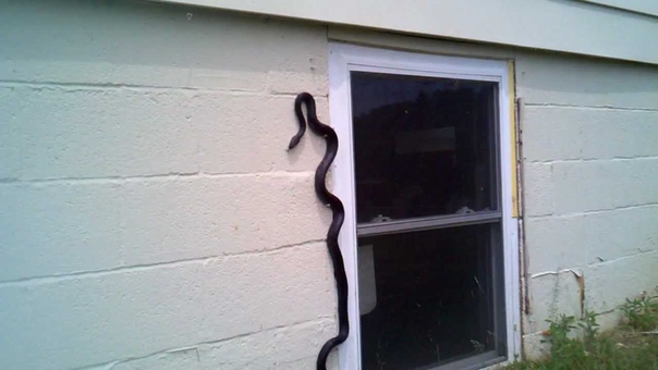 Black Snake climbing wall into