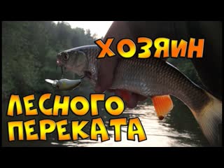 Хозяин лесного переката. Ловля голавля и щуки на Быстрице. День 1.