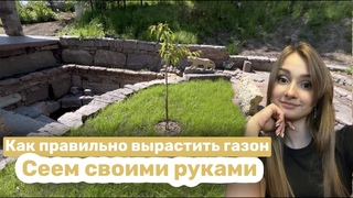 Как правильно вырастить газон. Сеем своими руками.