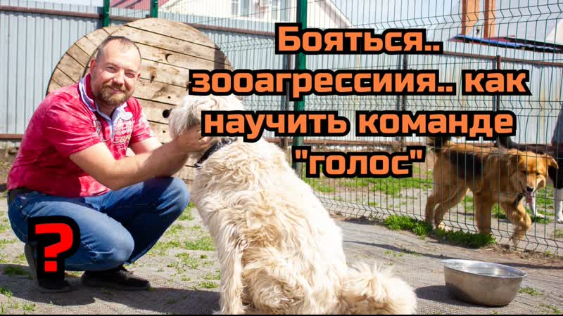 Бояться. . зооагрессиия. . как научить команде