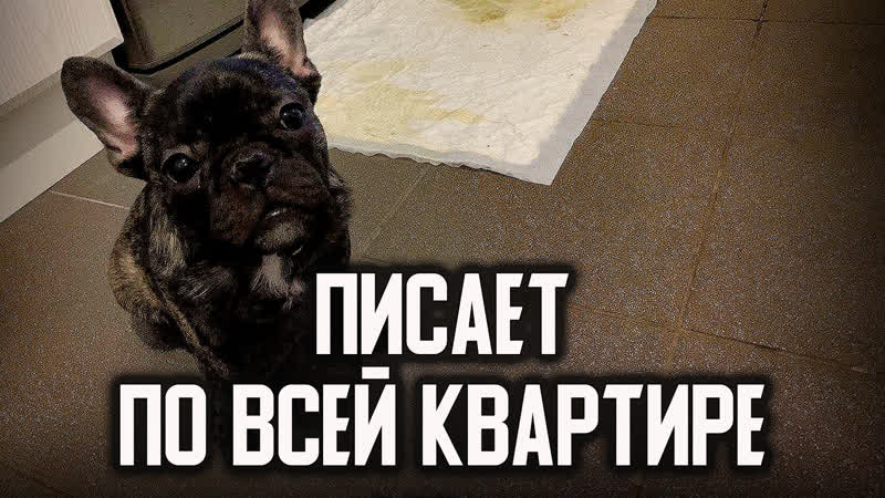Французский бульдог писает по всей