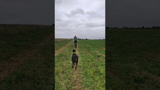 подзыв в поле плотный обход