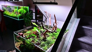 Chihiros New aquascape-500 liters planted tank view